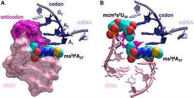 Silencing of the tRNA Modification Enzyme Cdkal1 Effects Functional Insulin Synthesis in NIT-1 Cells: tRNALys3 Lacking ms2- (ms2t6A37) is Unable to Establish Sufficient Anticodon:Codon Interactions to Decode the Wobble Codon AAG